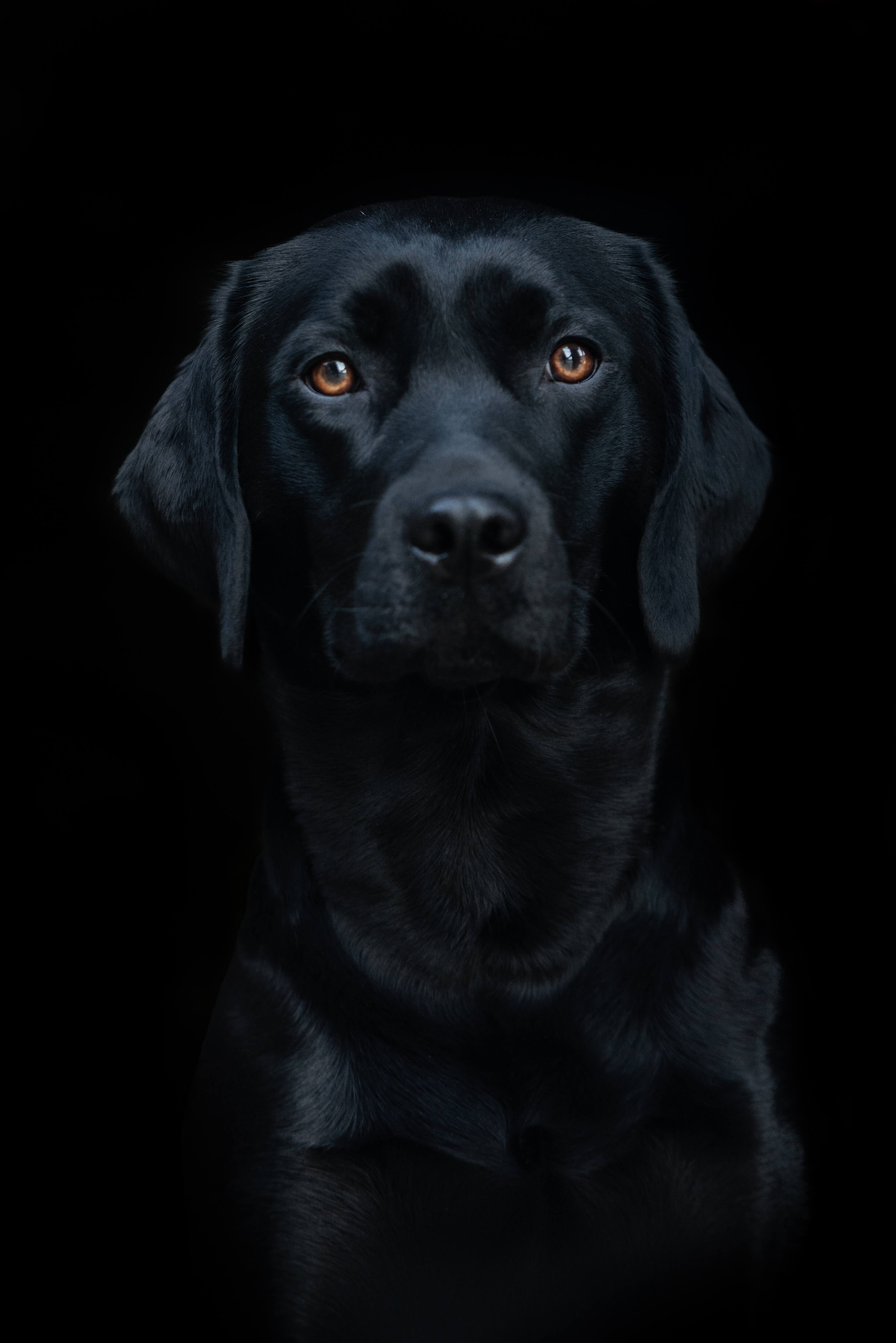 Black Labrador Portrait Photoshoot - Jessie Lee Dog Photographer