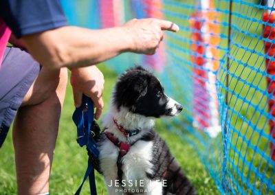 Collie Puppy - Jessie Lee Dog Photographer