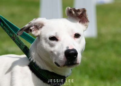 Dog - Jessie Lee Dog Photography