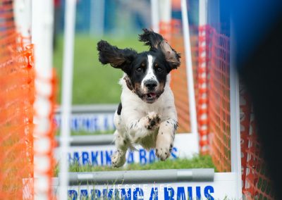 Flyball Dog Photographer - Jessie Lee Photography